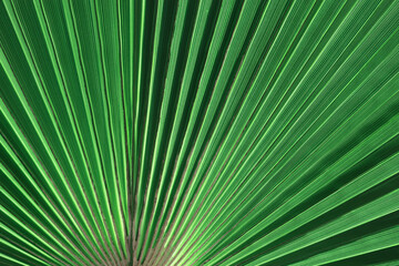 Tropical Palm Leaf. Green background. Striped palm foliage in rain forest. Tropical leaf texture. Exotic plant. Mediterranean flora. Green leaf of palm tree. Abstract texture background. 