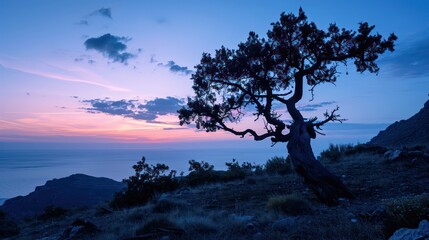 Captivating sunrise during the blue hour, where the silhouettes of trees stand out against a sky painted in shades of blue and violet.
