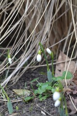 Spring blooming snowdrops Galanthus bortkewitschianus in the garden