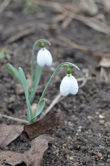 Spring blooming snowdrops Galanthus gracilis in the garden