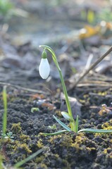 Spring blooming snowdrop Galanthus 'Greenfields'
