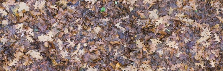 seamless texture of wet fallen oak and autumn leaves