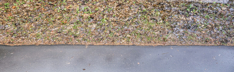 border between fallen leaves and the sidewalk in autumn in the rain