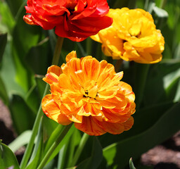 Tulips is a perennial, bulbous plant with showy flowers in the genus Tulipa, of which up to 109 species