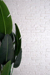 Palm leaf with white brick wall. Vertical background for social nets.