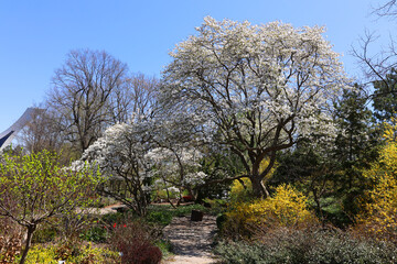 The apple tree blooming is a deciduous tree in the rose family best known for its sweet, pomaceous fruit, the apple. It is cultivated worldwide as a fruit tree, 