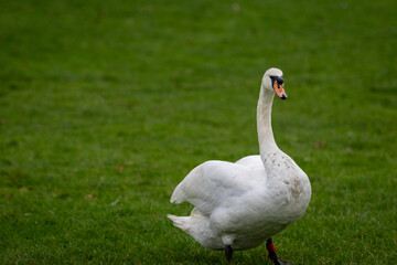 Lone swan walking around on the grass resting and looking around 