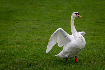 Swan, largest waterfowl species of the subfamily Anserinae can be seen spreading it's wings and having a stretch