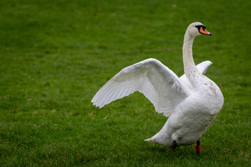 Swan, largest waterfowl species of the subfamily Anserinae can be seen spreading it's wings and having a stretch