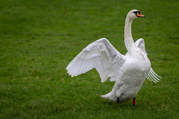 Swan, largest waterfowl species of the subfamily Anserinae can be seen spreading it's wings and having a stretch