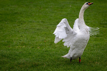Swan, largest waterfowl species of the subfamily Anserinae can be seen spreading it's wings and having a stretch © J.Woolley