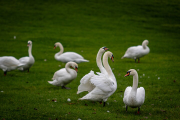 Swans, largest waterfowl species of the subfamily Anserinae, Image shows a flock of swans with two swan showing affection for each other