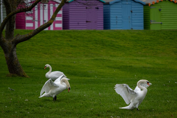 Swans, largest waterfowl species of the subfamily Anserinae, Image shows two swans fighting with one biting the other chasing it away