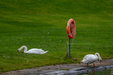 Swans, largest waterfowl species of the subfamily Anserinae, Image shows a lone swan sitting in the...