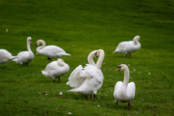 Swans, largest waterfowl species of the subfamily Anserinae, Image shows two swans showing love and affection for each other, making a heart with their necks whilst in the middle of the flock 