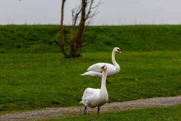 Swans, largest waterfowl species of the subfamily Anserinae, Image shows two swans walking around the local boating lake exploring 