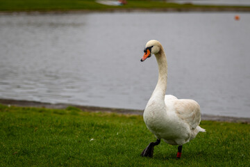 Lone swan walking around on the grass resting and looking around 