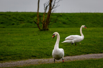 Swans, largest waterfowl species of the subfamily Anserinae, Image shows two swans walking around the local boating lake exploring 