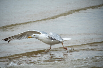 Mewa srebrzysta - dorosła, Adult herring gull © Studio RMW