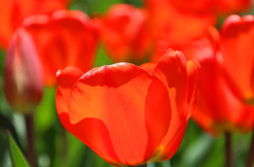 Tulips is a perennial, bulbous plant with showy flowers in the genus Tulipa, of which up to 109 species