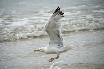 Mewa srebrzysta - dorosła, Adult herring gull