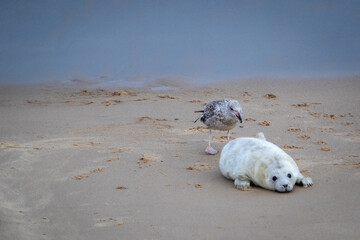 Beautiful grey Atlantic seal pup under 2 weeks old with its white fluffy coat resting on the beach...