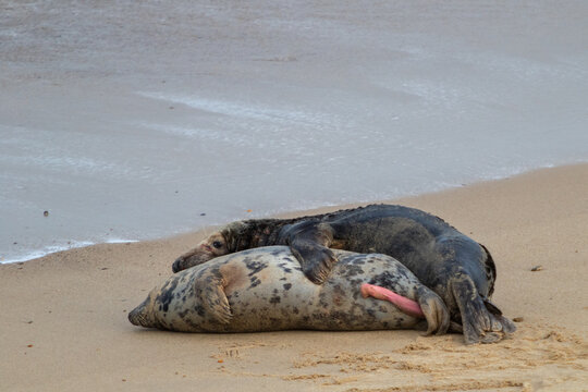 Male and female Atlantic seal mating during breeding season  on the beach