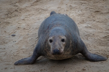 Lone male Atlantic seal moving around the beach looking playful