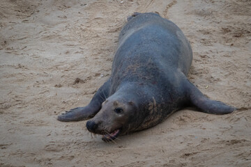 Lone male Atlantic seal moving around the beach looking playful