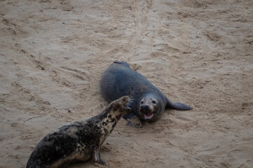 Male and Female Atlantic seals during mating season