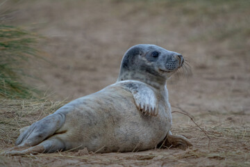 Obraz premium Lone Atlantic grey seal pup just over a few weeks old in the grasslands just off the beach playing around