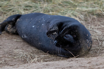 Rare breed Atlantic grey melanistic seal pup, under 2 weeks old this rare pup has a velvety black coat