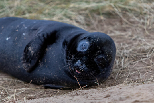 Rare breed Atlantic grey melanistic seal pup, under 2 weeks old this rare pup has a velvety black coat
