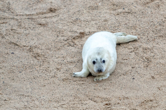 Beautiful grey Atlantic seal pup under 2 weeks old with its white fluffy coat resting on the beach looking curious and playful, looking at the camera