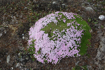 une touffe de fleurettes rose