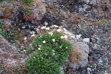 plant de pavots arctique en fleur