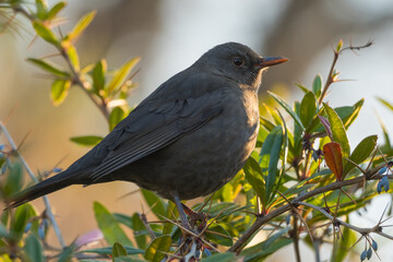 A Female Blackbird is Gracefully Sitting in a Small Tree with Lots of Thorns