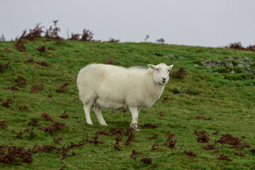 Lone Welsh mountain sheep on top a valley in Shropshire after a heavy rain downpour