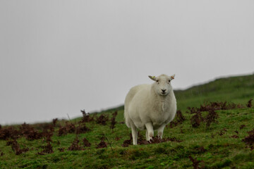 Lone Welsh mountain sheep on top a valley in Shropshire after a heavy rain downpour