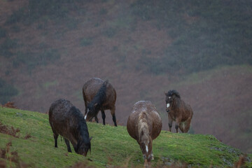 Fototapeta premium Small herd of wild horses walking up the valley hill during a heavy rain fall with three mares pregnant or in foal