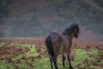 Lone bay wild horse looking into  the valley during a heavy rainfall facing away from the camera