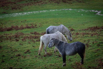 Obraz premium Three wild horses consisting of two white mares and one grey mare grazing on top of a hill in the valley during heavy rain