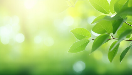 Nature of green leaf with bokeh background in summer, Natural green leaves plants with sunlight in springtime, copy space, environment ecology.