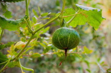 Organic vegetable home grown pumpkin, watermelon ripening in garden, fresh harvest of baby squash