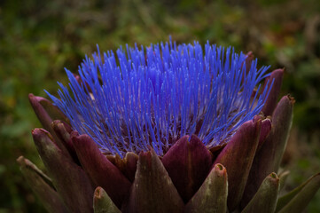 Artichoke Blossom blue violet flower