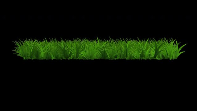Grass patch growing, sprouting, popping up, 4k 24p video with alpha channel for transparent background