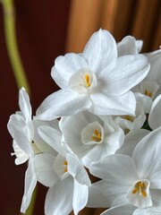 paper white narcissus, white flowers, close up, indoor winter gardening