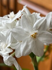 Obraz na płótnie Canvas paper white narcissus flowers, close up, white flowers, winter indoor gardening