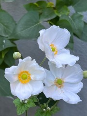 Obraz premium Japanese anemone flowers, fall blooming perennial, Honoring Jobert, white blooms, close up