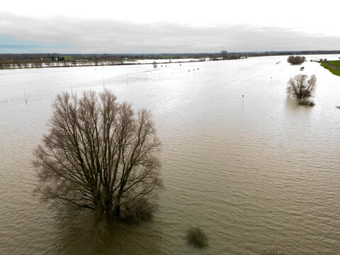 Partly submerged trees due to increased water levels in the Nederrijn river, Jan 2024, Doorwerth, Holland